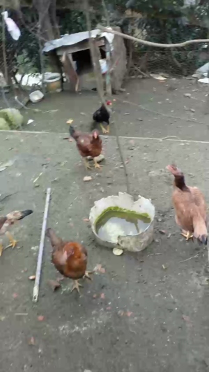 kerimtekin53 02-03-2019 