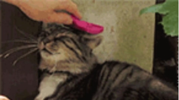 Curtis_Roy  22-10-2020 video riding