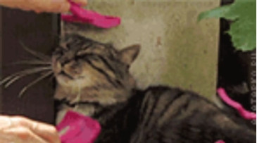 Curtis_Roy  23-10-2020 video sexybody