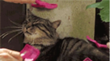 Curtis_Roy  03-11-2020 video makemecum