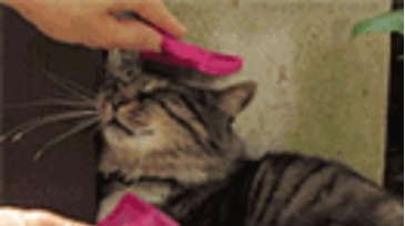 Curtis_Roy  07-11-2020 video Pants WET