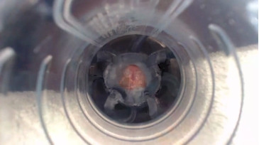 Jeffrodgerschaturbat  08-11-2020 video worship