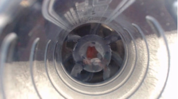 Jeffrodgerschaturbat  08-11-2020 video asshole