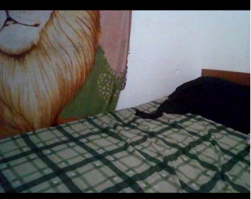 sex_pigs  14-12-2020 video naughty