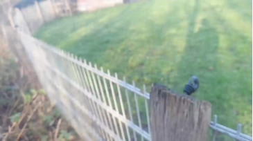 Tastit4cs  18-12-2020 video submission