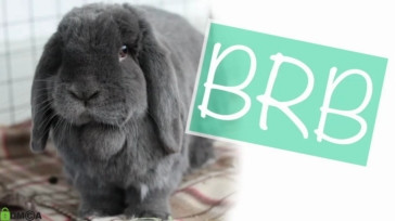 Alfiegreenxxx  31-01-2021 video skinny