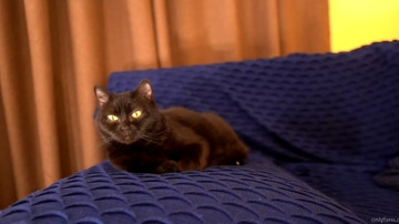 Waynenorth  16-04-2021 video lesbian