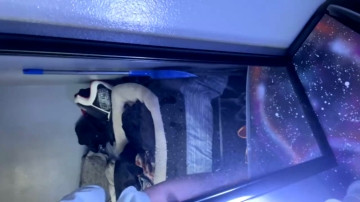 Papifromtheie  26-05-2021 video innocent