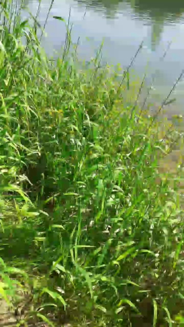 heinz2  04-06-2021 Recorded Video XXX