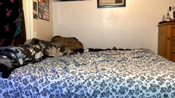 Calicouple444 05-06-2021 Porn 