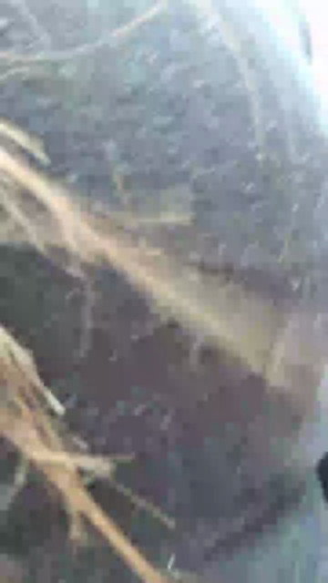 Gija 08-06-2021 Webcam 