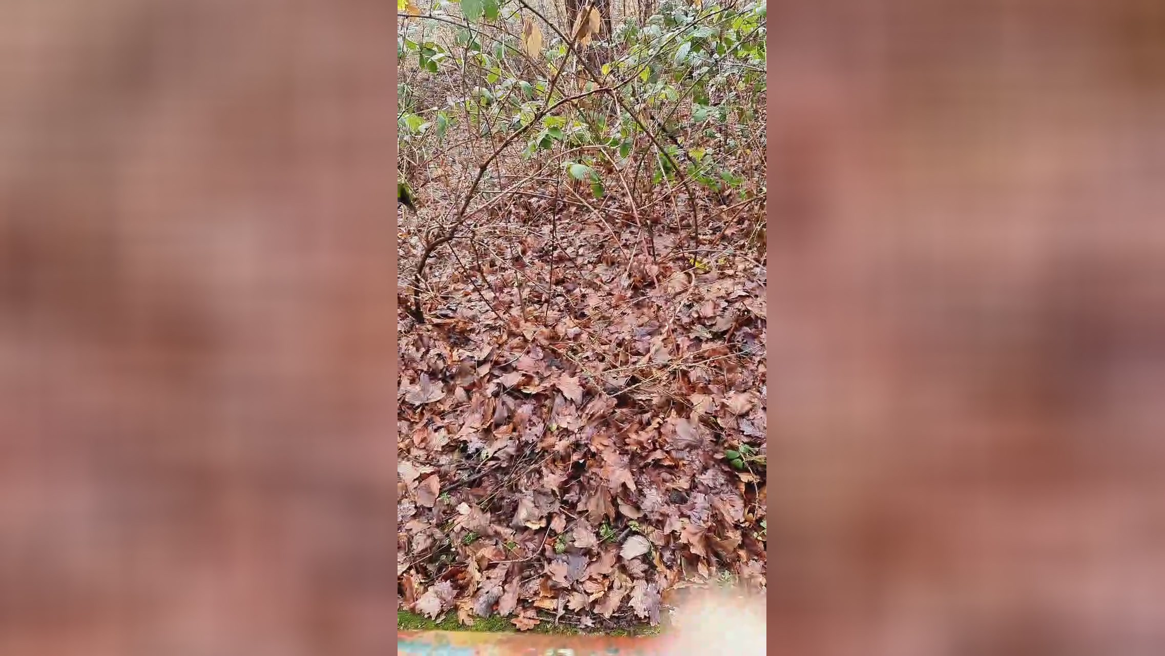 Outdoorgeil1  27-12-2021 Recorded Video sexykitty