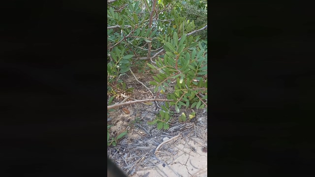 Vicioson1964  30-01-2022 Recorded Video naughty