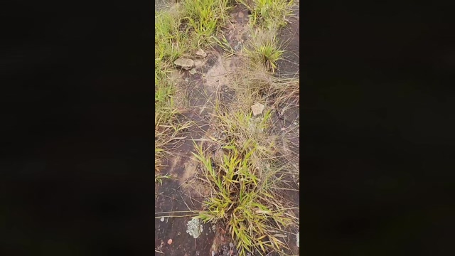 PauzudaoMG  06-02-2022 video suckshow