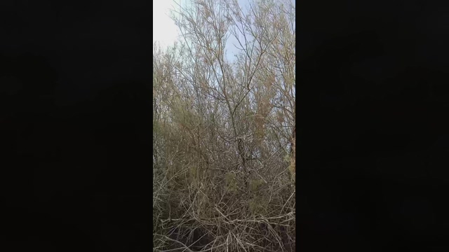Vicioson1964  07-02-2022 Recorded Video bigdick
