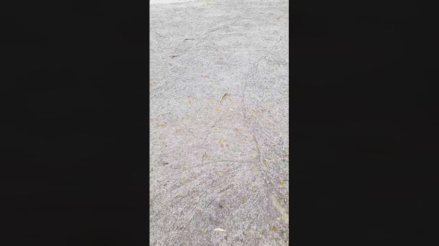 latinpopus3  12-02-2022 video playtime