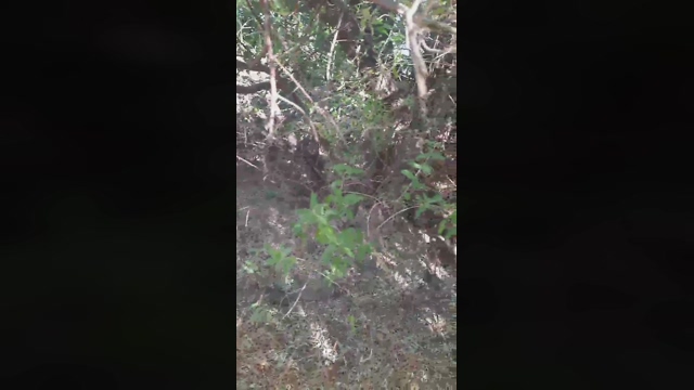 Bichitodeluz20  14-02-2022 Recorded Video dirty