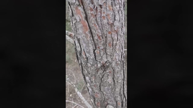 Slavomir78  14-02-2022 Recorded Video big