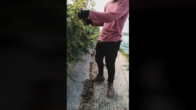 Nenitohuelv  15-02-2022 Recorded Video bigdick