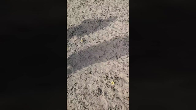 littlefox9  19-02-2022 Recorded Video bigtoys