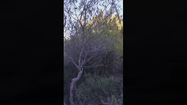 Slavomir78  20-02-2022 Recorded Video analtoy