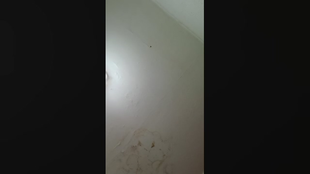 sigilo_total1  24-02-2022 video toy