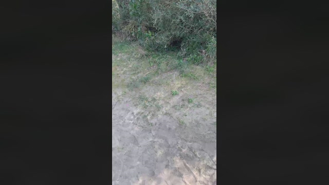 dangian  04-03-2022 Recorded Video lovense