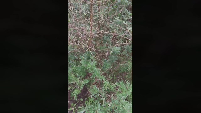 Slavomir78  06-03-2022 Recorded Video playtime