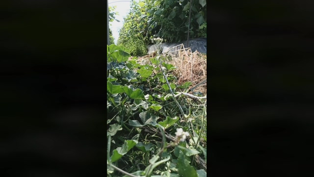 Nenitohuelv  07-03-2022 video strip