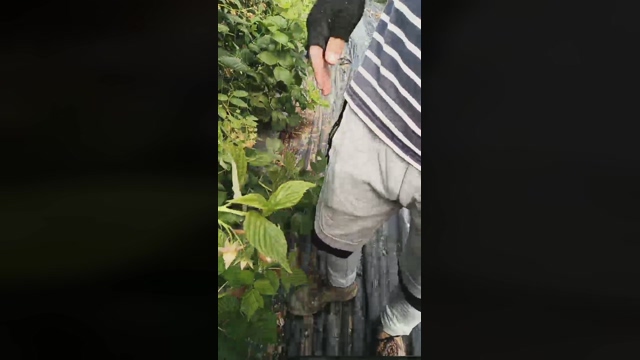Nenitohuelv  09-03-2022 Recorded Video ass