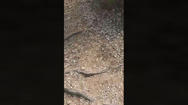 Slavomir78  10-03-2022 video analsex