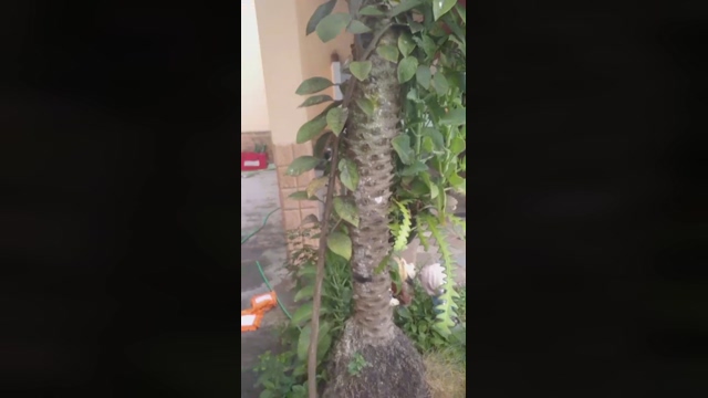 recoblue22cm  23-03-2022 video naked