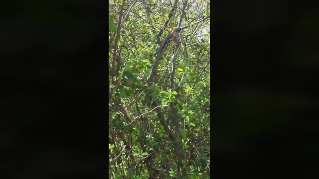 chrislope2  19-04-2022 video playtime