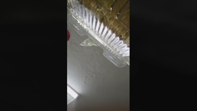 sweet_scarlett_ 24-04-2022 Show 