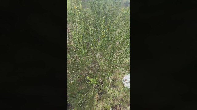 publicexib1  27-04-2022 video squirt