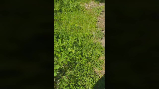 Toniofortebracc  09-05-2022 Recorded Video suck