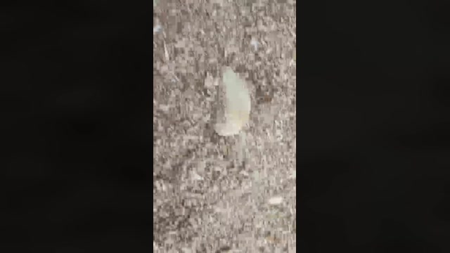 ioxlei76  03-06-2022 Recorded Video orgasm