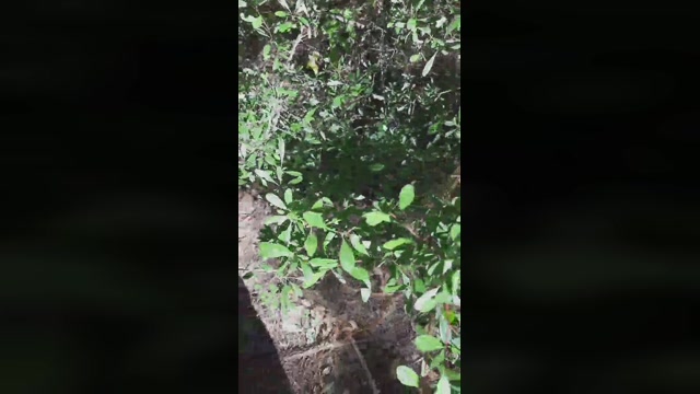 lxwayin  04-06-2022 Recorded Video Ass