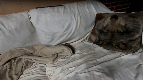 axl_fx  22-06-2022 video Webcam