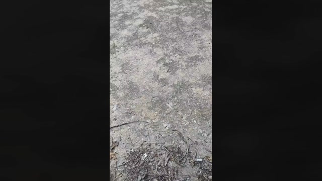 Mirko035  09-07-2022 Recorded Video big