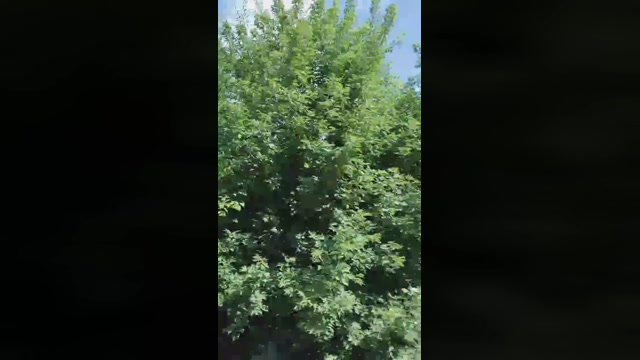 Mirko035  11-07-2022 Recorded Video dirty
