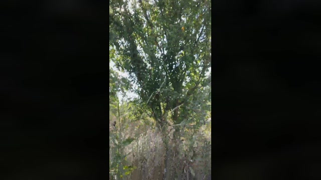 Mirko035  11-07-2022 Recorded Video sweet