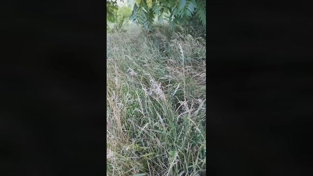 Mirko035  12-07-2022 Recorded Video jerking