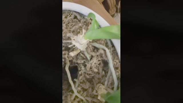 Ori1  14-07-2022 Recorded Video bigballs