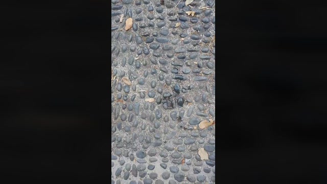 Alcindogomes  14-07-2022 Recorded Video suck