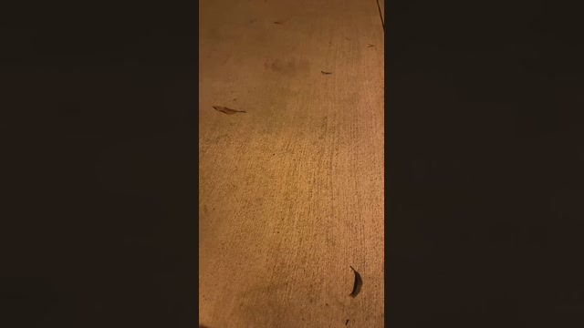 smalllams  15-07-2022 Recorded Video Cam
