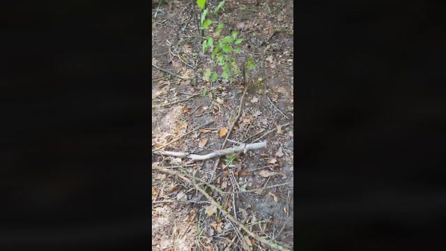 Loverber  31-07-2022 Recorded Video beautiful