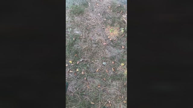 Panam140  31-07-2022 Recorded Video lush