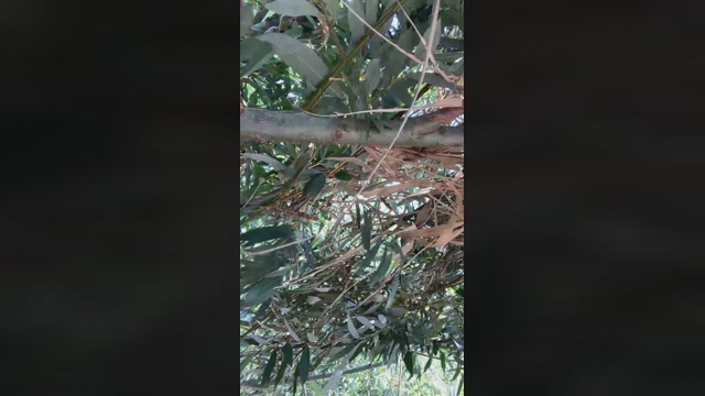 Frankofranky  05-08-2022 Recorded Video hot
