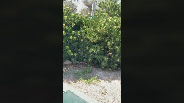Frankofranky  15-08-2022 Recorded Video sweet